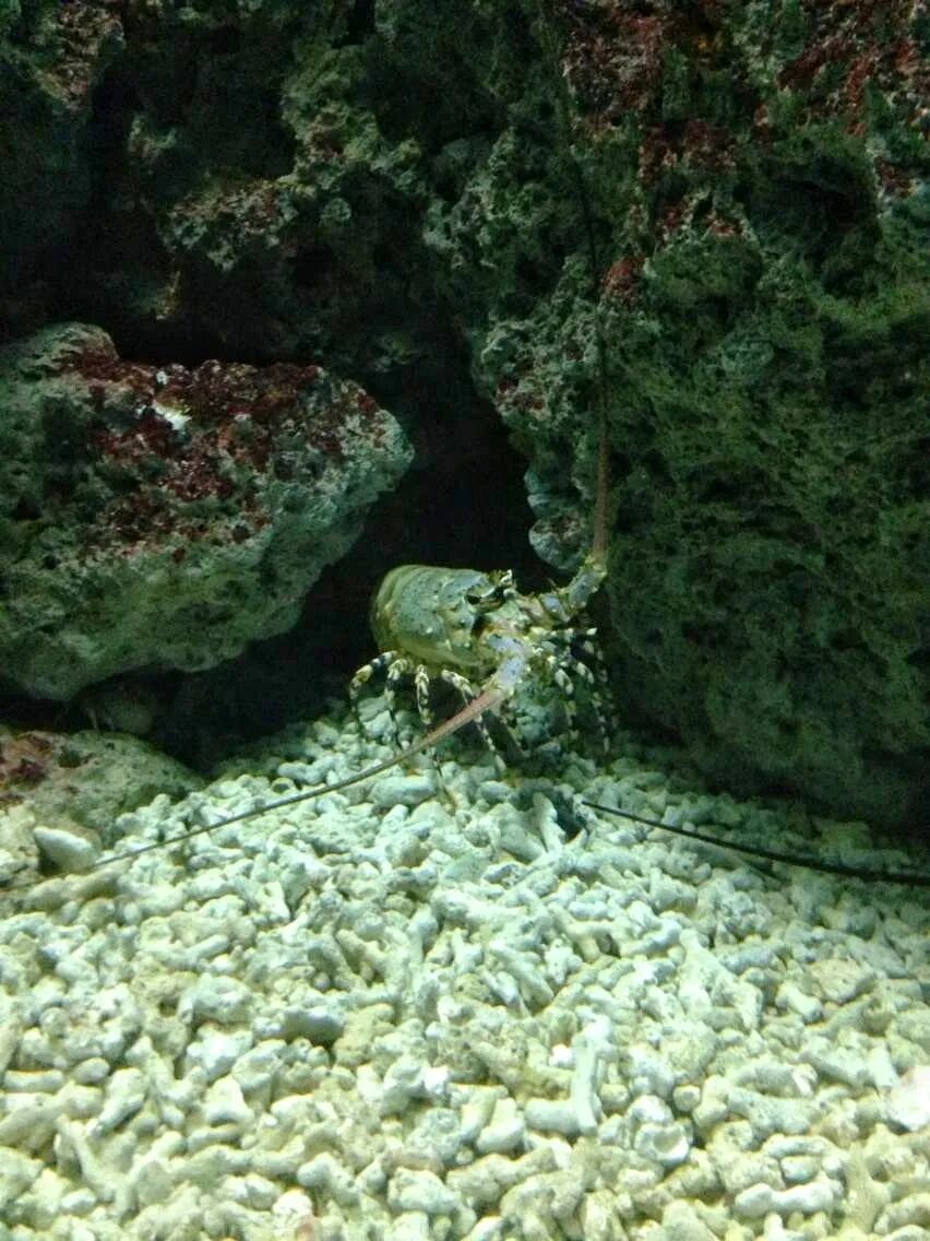 Diverse fish species swimming gracefully in a vibrant aquarium tank