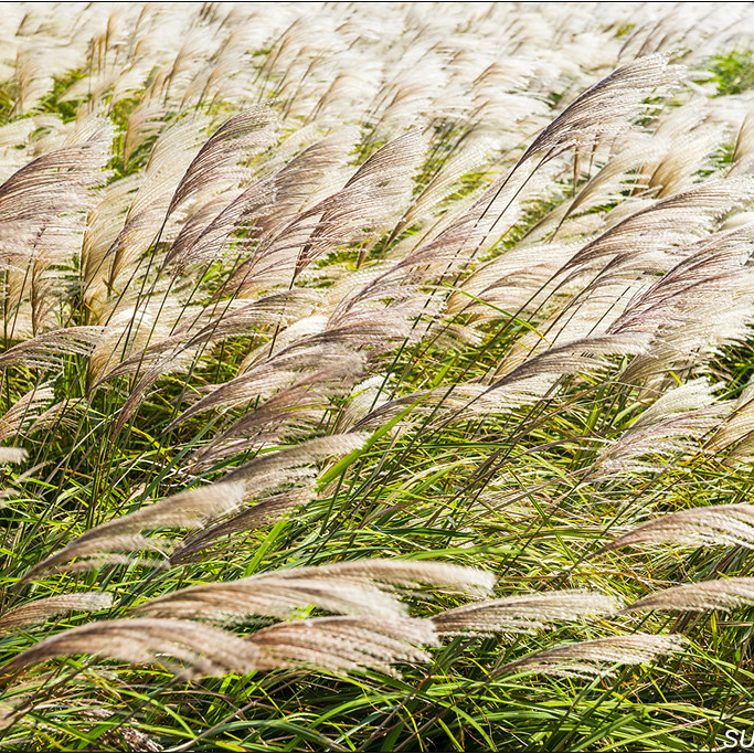 OhBear, Taiwan Tourism Bureau mascot