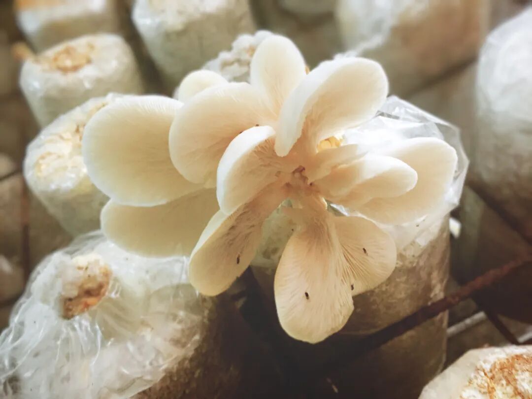 Mouth-watering mushroom-themed dishes in Xinshe