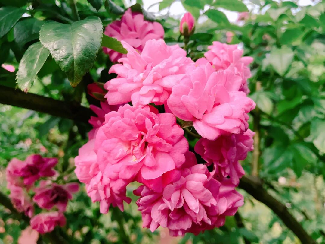 A fiery orange-red rose with elegantly ruffled petals, truly unique A vibrant orange-red rose with unique ruffled edges on its petals