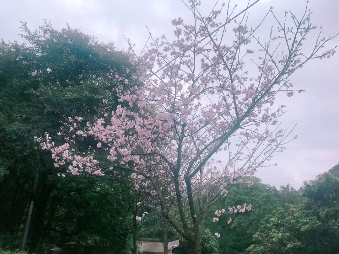 Elegant white calla lilies blooming in abundance at Zhuzihu