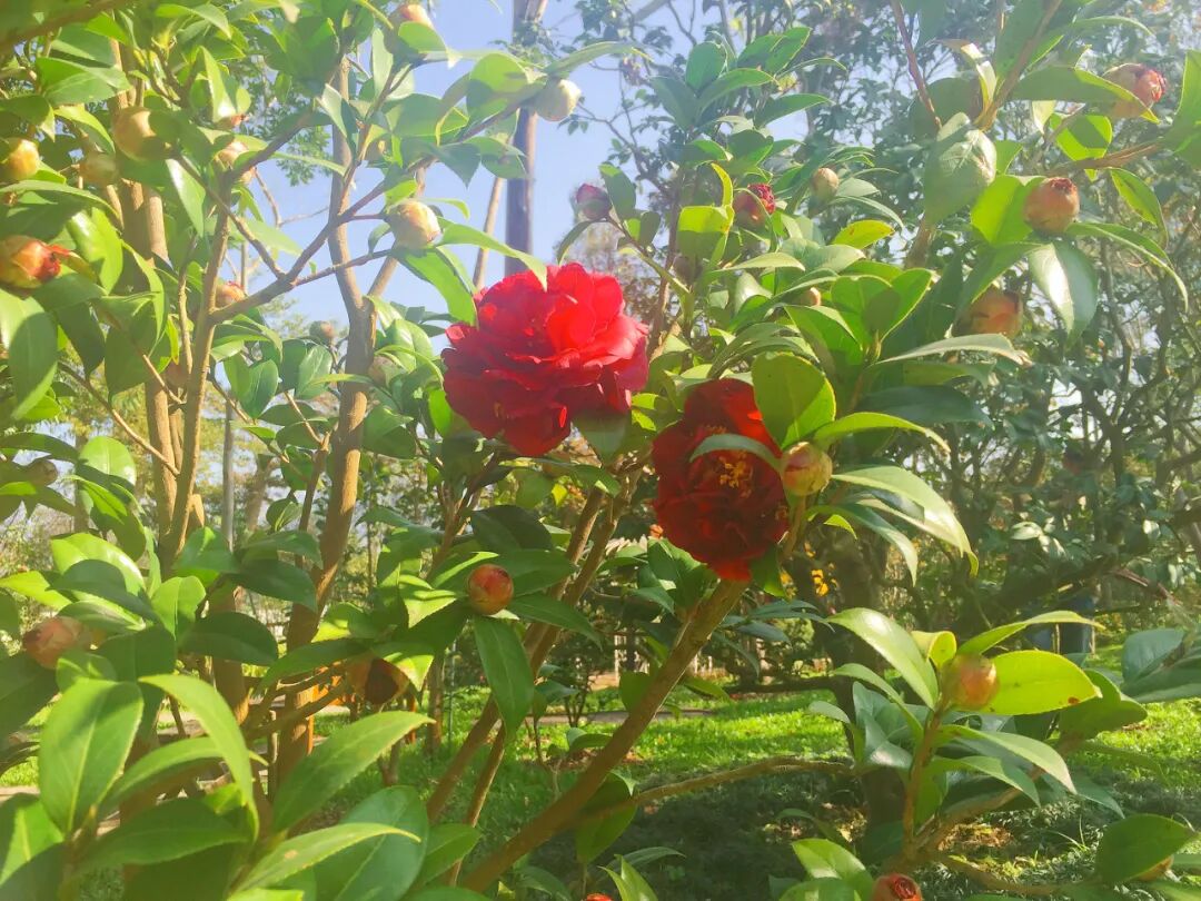 Elegant camellia flowers, a favorite blossom