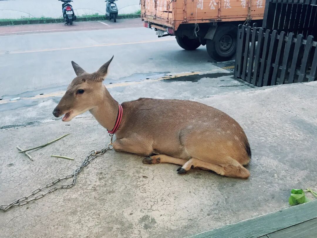 Close-up of a domesticated Formosan sika deer, showing its distinctive spots.