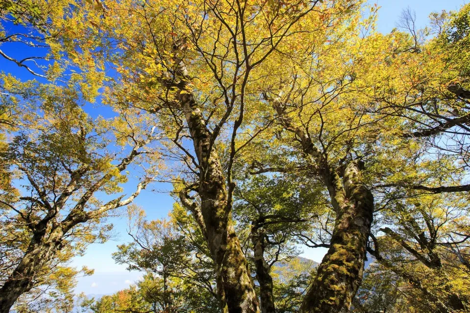 Golden leaves of Taiwan Beech trees on a mountain trail