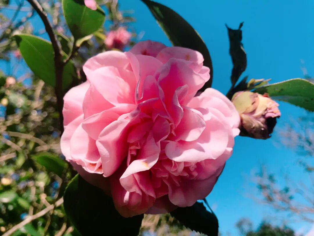 Close-up of a beautifully formed pink tea camellia blossom