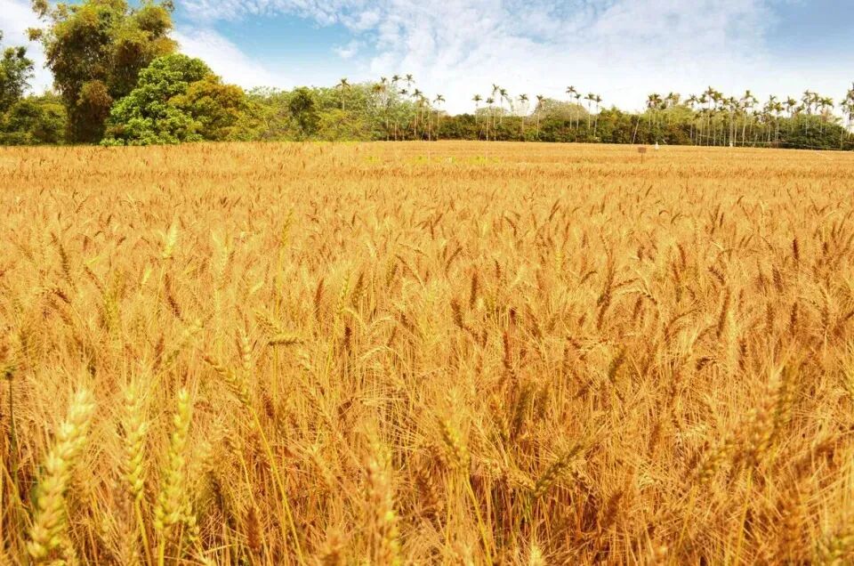 Panoramic view of Darya's golden wheat fields, Taichung