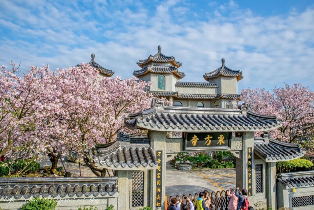 Yangmingshan Flower Clock Cherry Blossoms