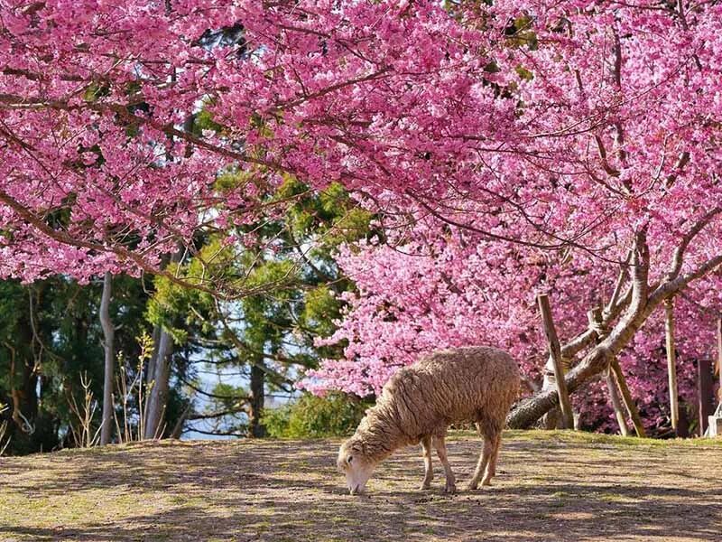 Taiwan cherry blossoms and scenic spring views