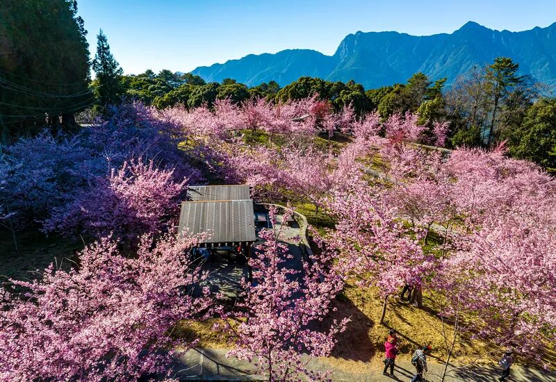Fushoushan Farm Qianyingyuan Cherry Blossoms
