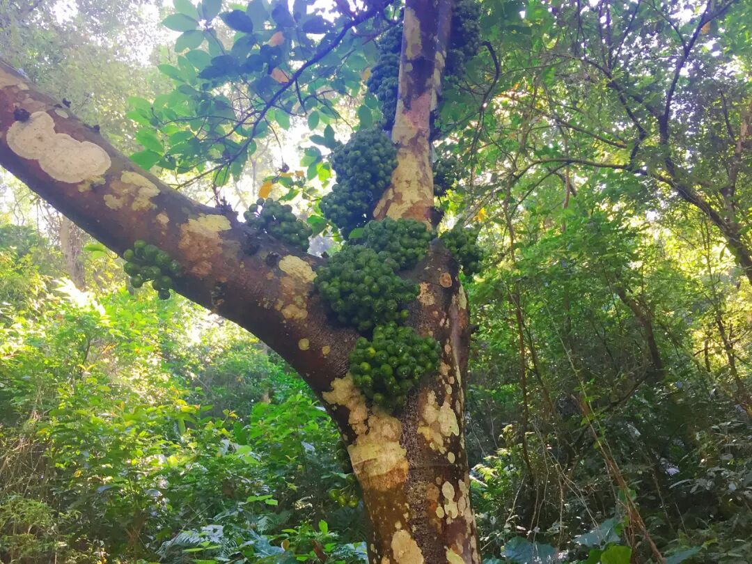 A prominent, sprawling fig tree with unique branches, standing majestically against Back Cihu's scenic backdrop.