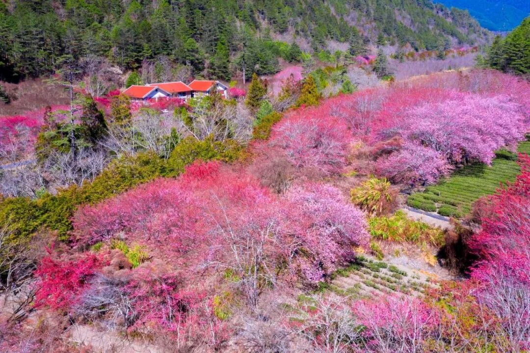 Wuling Farm Cherry Blossoms