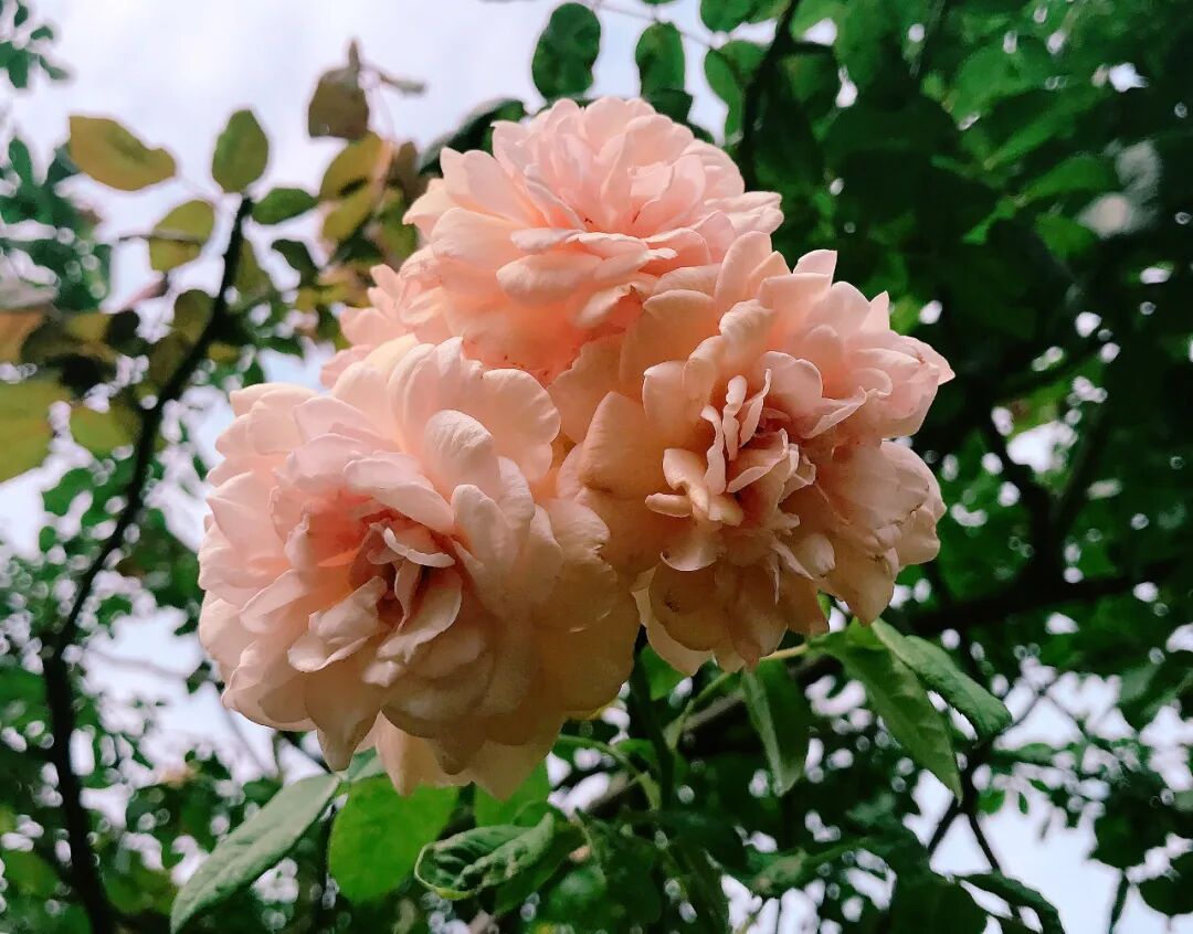 A ruffled beauty: unique pink and white petals creating a lovely display A unique rose featuring beautifully ruffled petals in shades of pink and white