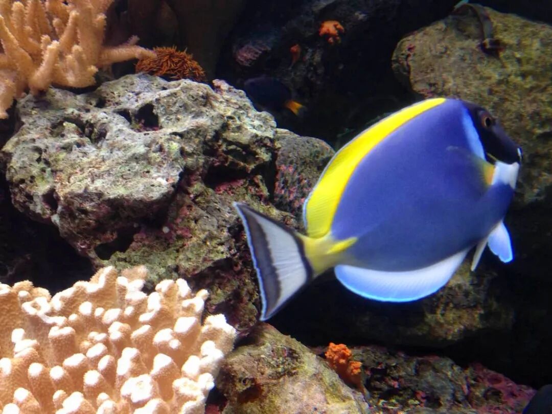 A school of small fish swimming gracefully in a large, well-lit aquarium tank