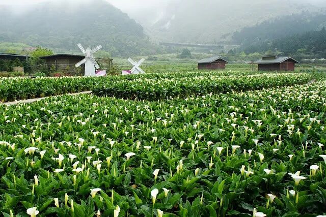 Yangmingshan National Park with beautiful calla lilies in bloom