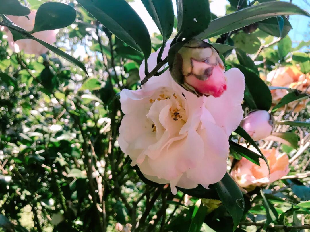 Vibrant pink camellia with a striking yellow center.