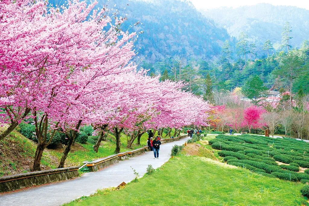 Wuling Farm Cherry Blossom Road
