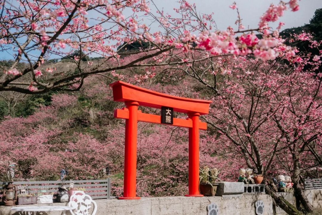 Sanxia Great Bear Cherry Blossom Forest