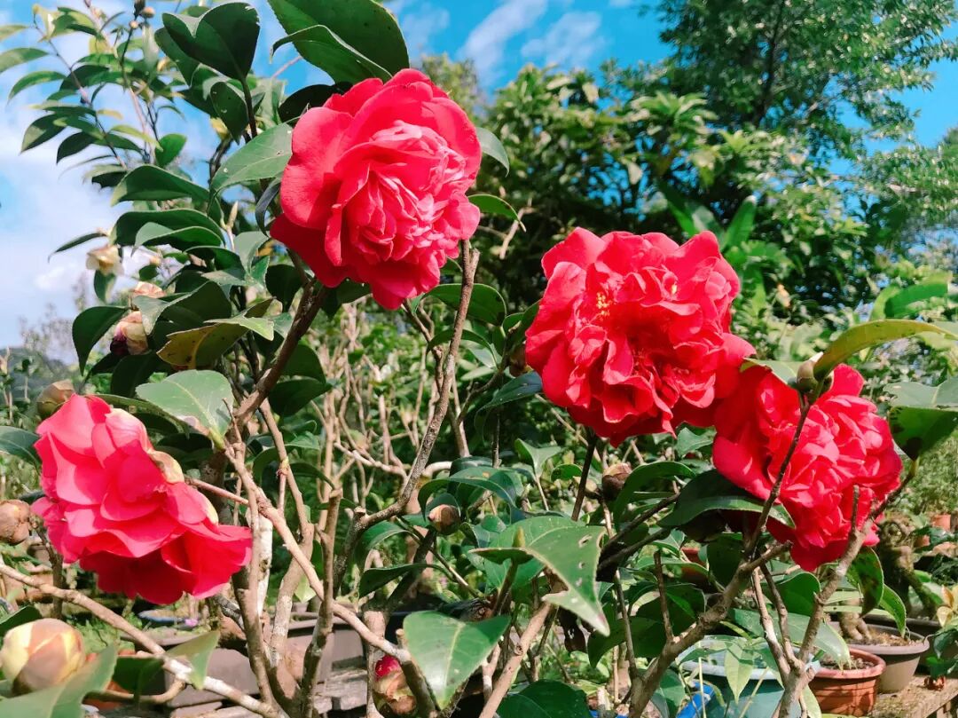 Lush green camellia leaves in a peaceful garden.