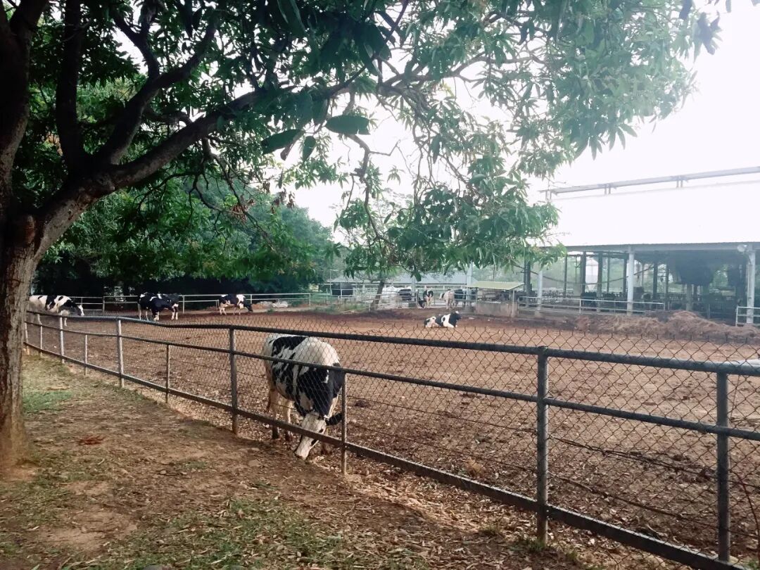 Distinctive Architecture of Tunghai University Buildings Showcasing the unique and thoughtful architectural design present across Tunghai University's campus.