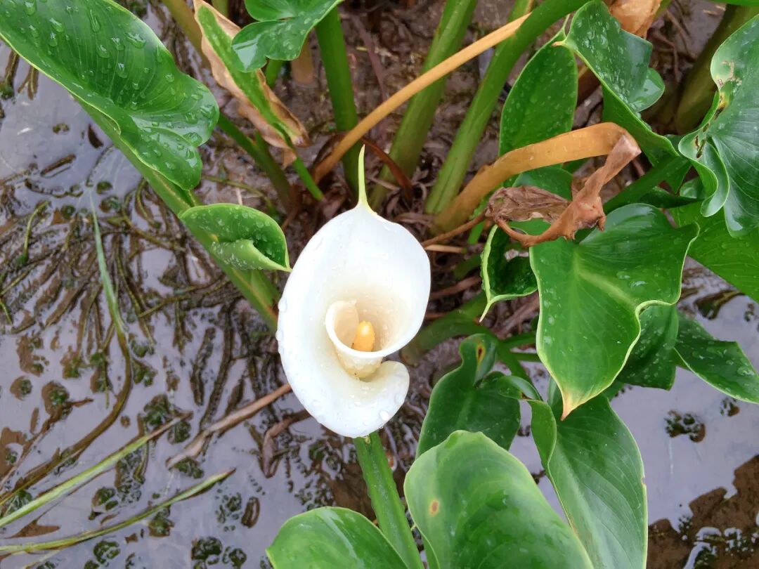 Delicate pink cherry blossoms unexpectedly blooming against blue sky