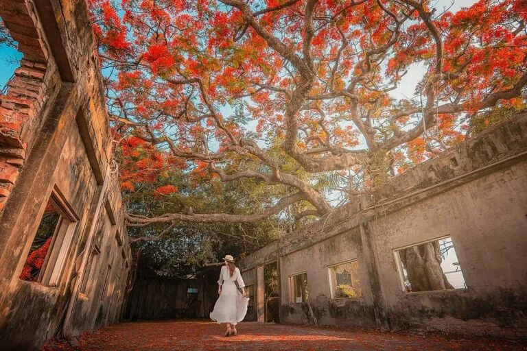 Dahu Tomato Company ruins with blooming phoenix tree