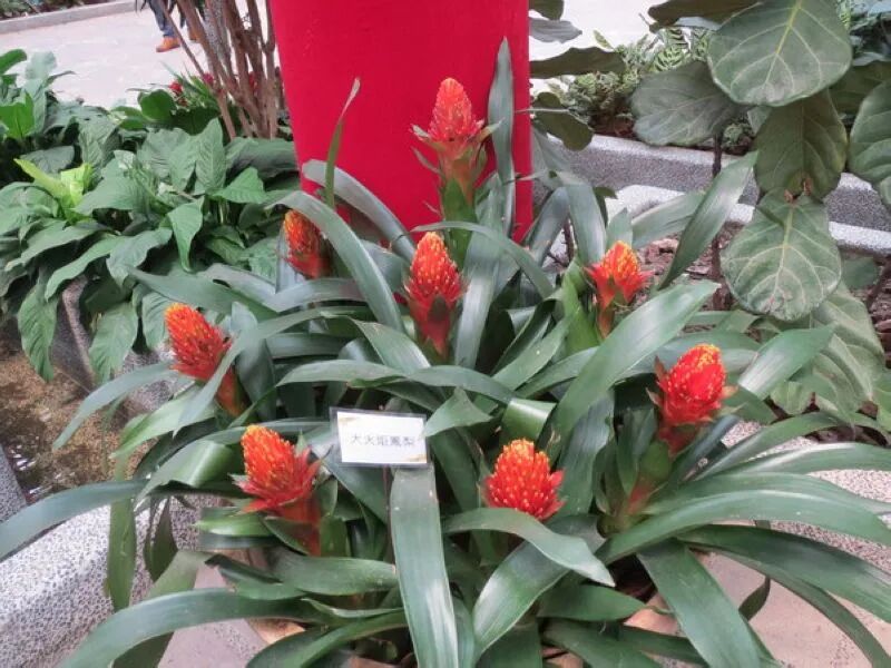 Big Torch Bromeliad plant