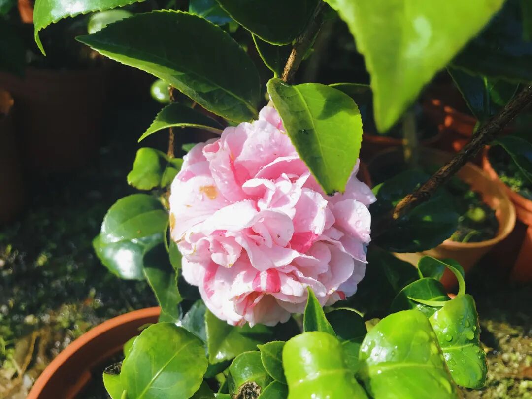 Classic white camellia with golden stamens.