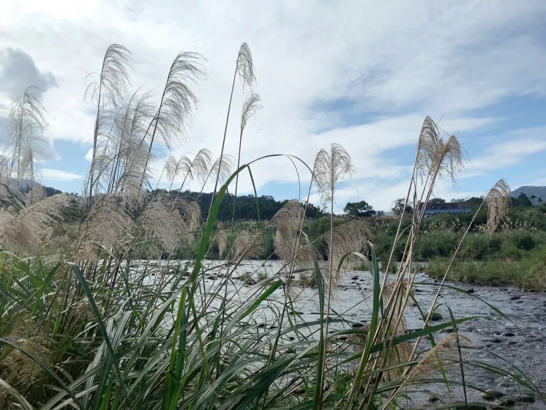 Delicate white camellia with subtle pink accents.