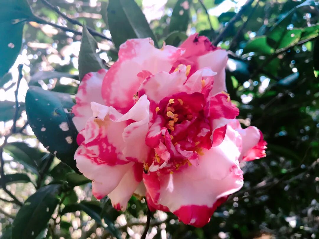 Intricate layers of a pink tea camellia flower close-up