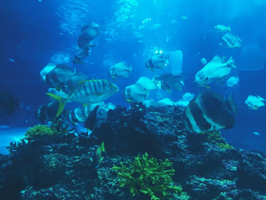 Vibrant coral reef in the Coral Kingdom Pavilion
