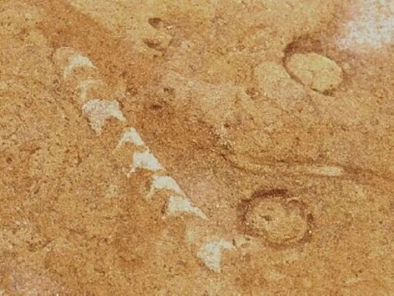 Warty serpentine tube trace fossil