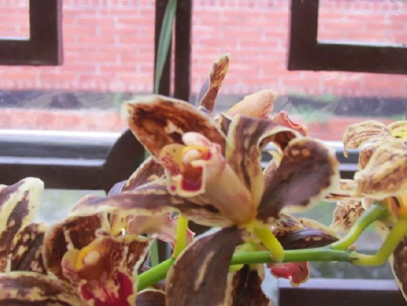 Orchids inside Xilan Pavilion