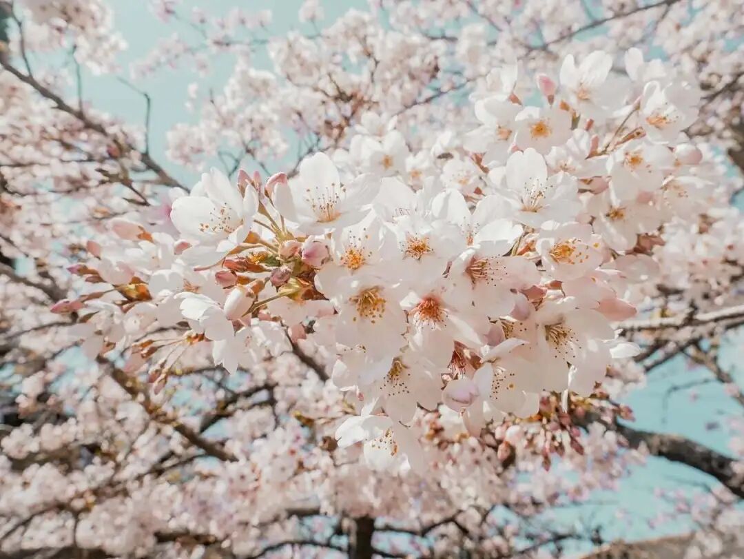 Alishan Cherry Blossom Path