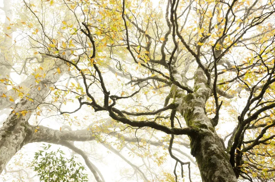 Misty mountain trail leading into a forest of golden trees