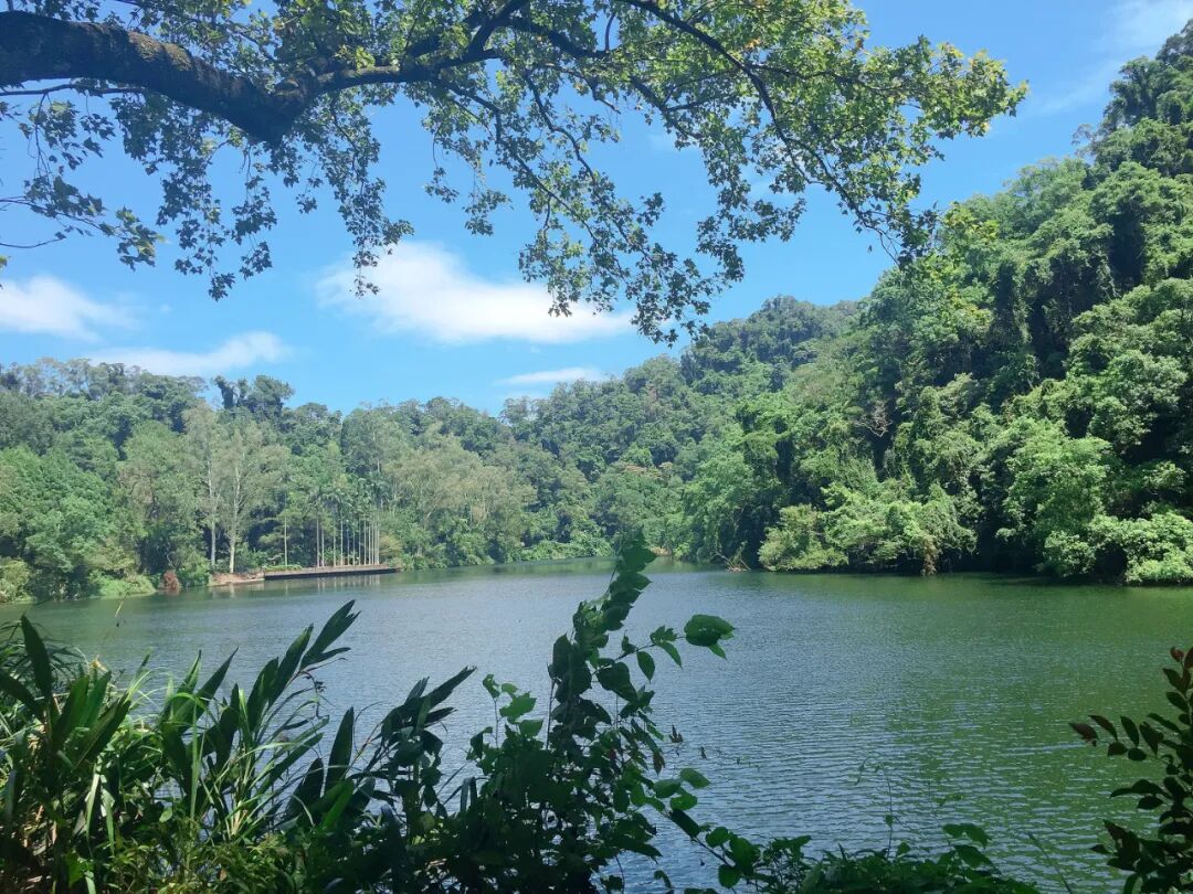 The tranquil waters of Back Cihu, with lush, dense trees along the banks, creating a serene vibe.