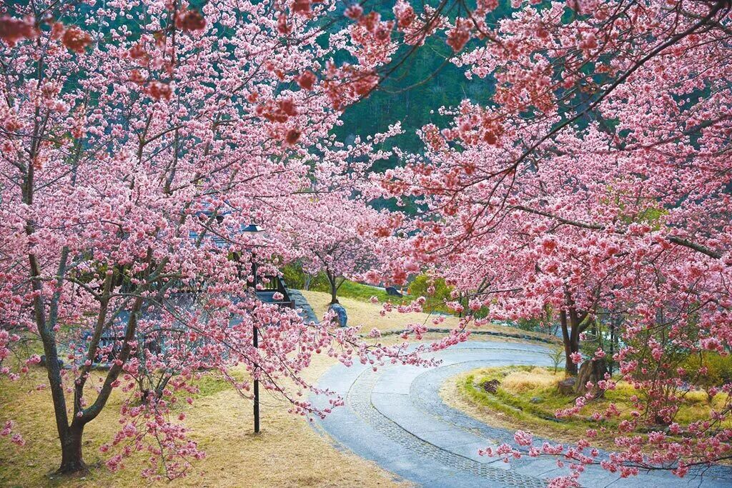 Wuling Farm Pink Lady Cherry Blossoms