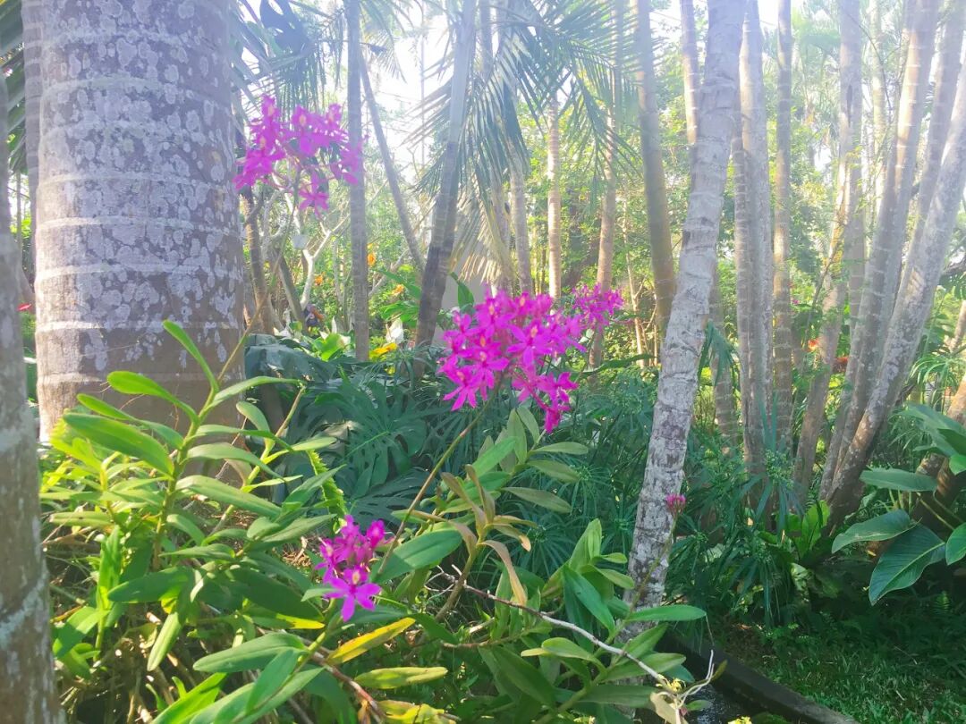 Variety of vibrant wildflowers blooming in Xinshe