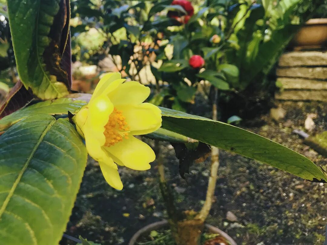 Freshly picked honeysuckle petals, ready for tea.