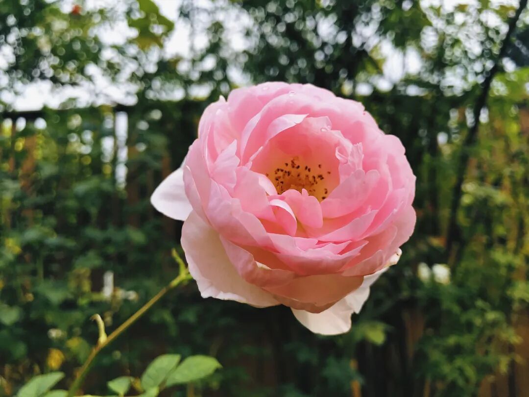 A stunning kaleidoscope of colors captured in a single rose bloom A breathtaking multi-colored rose displaying shades of pink, yellow, and orange