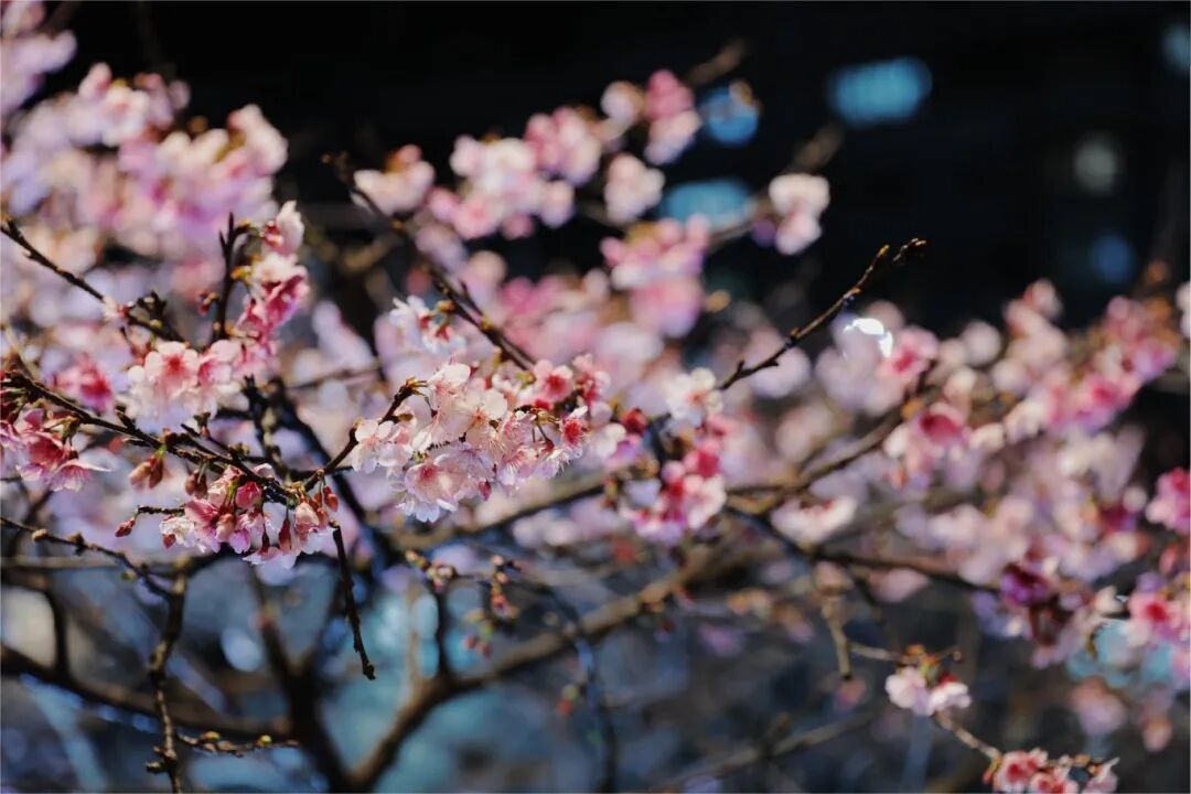 Lohas Park Cherry Blossom Market