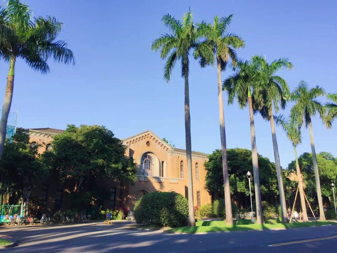 Close-up of the stately palm trees lining NTU's main avenue.