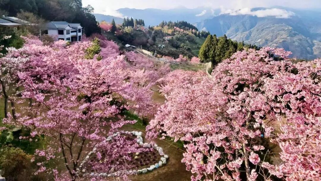 Lalashan En'ai Farm Cherry Blossoms