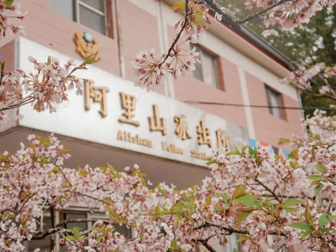 Alishan Cherry Blossom Forest