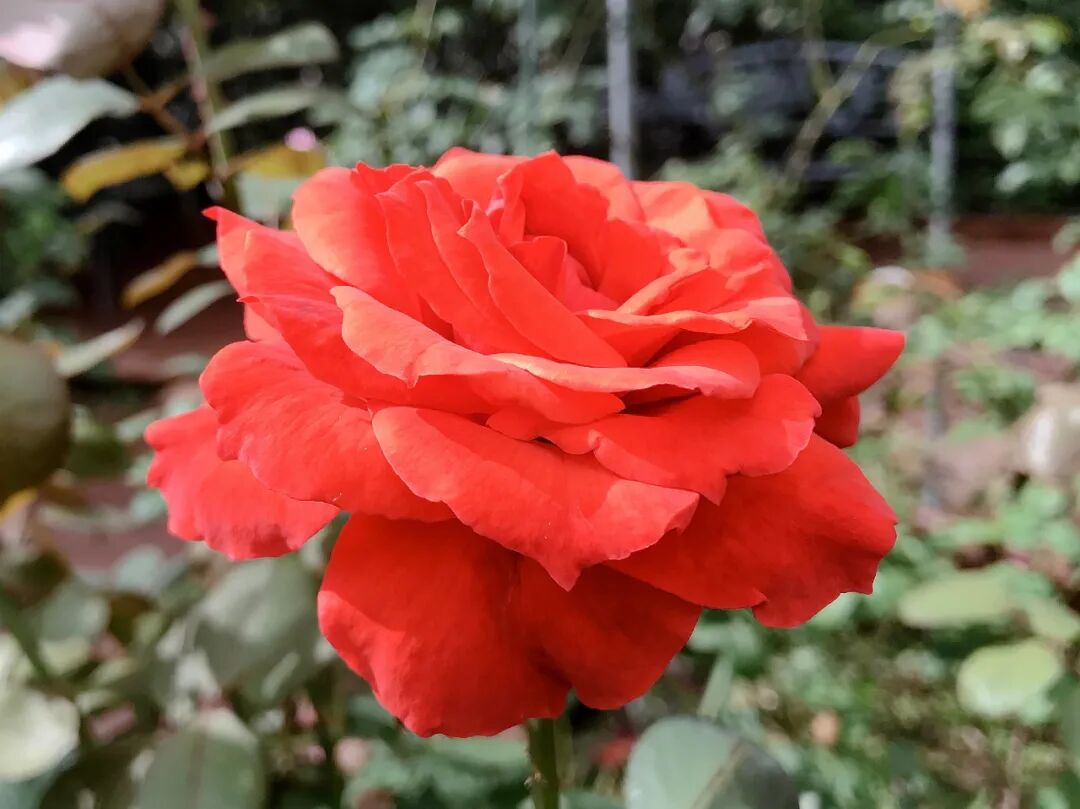 A striking pink rose with a sunny heart, truly captivating A vibrant pink rose with a bright yellow center, truly standing out