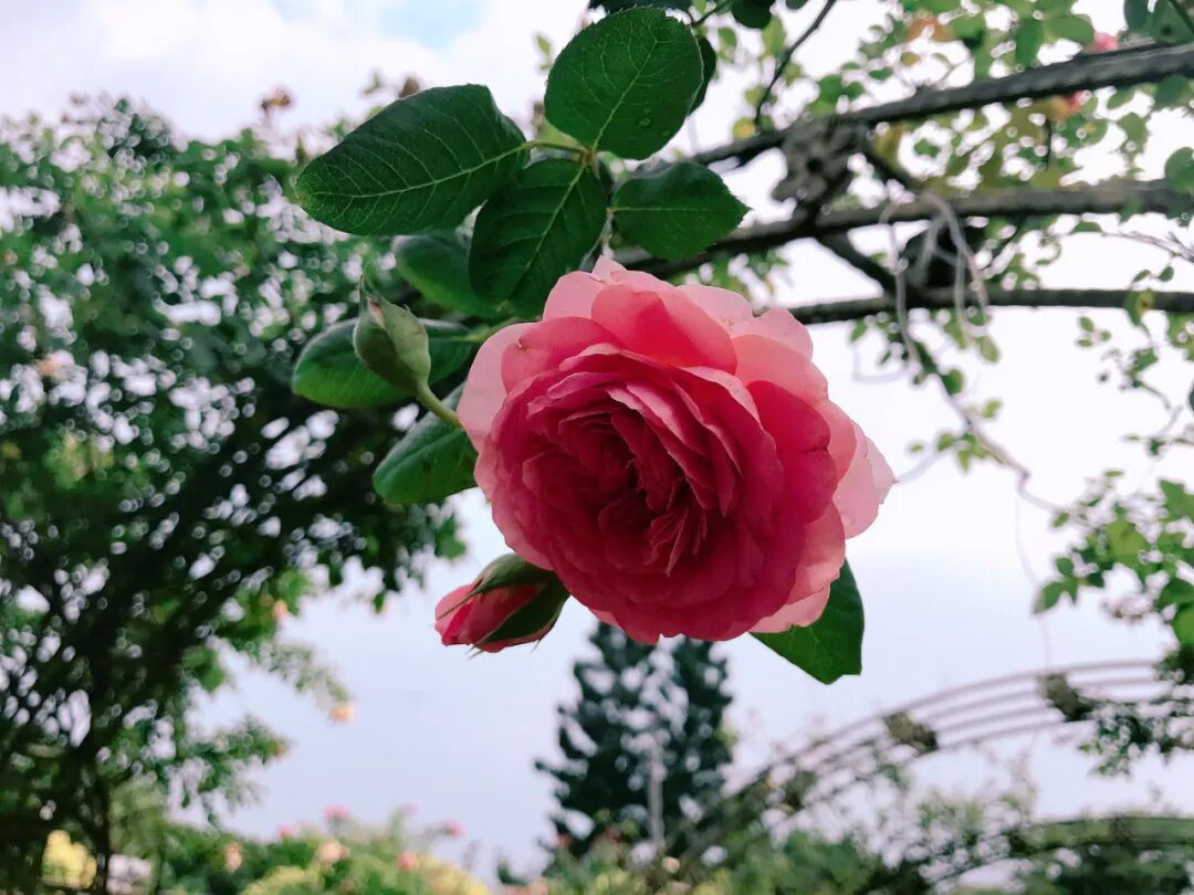 Cheerful yellow roses in full, glorious bloom Bright yellow roses contrasting beautifully with lush green leaves
