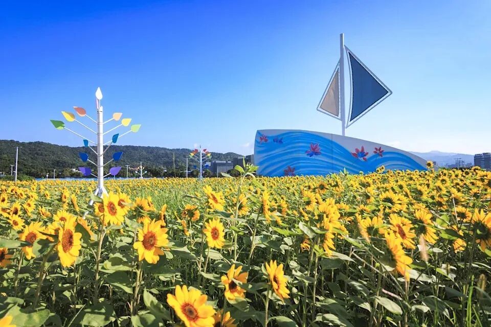 Dajia Riverside Park golden sunflower field