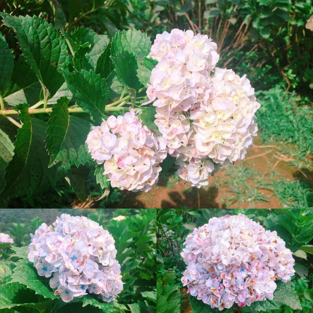 Scenic path winding through a dense field of blooming hydrangeas