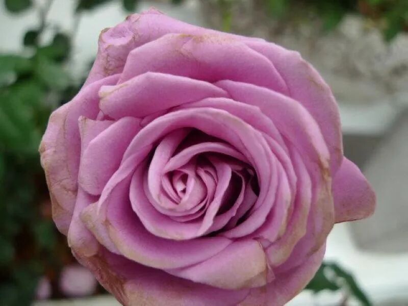 Purple Angel rose