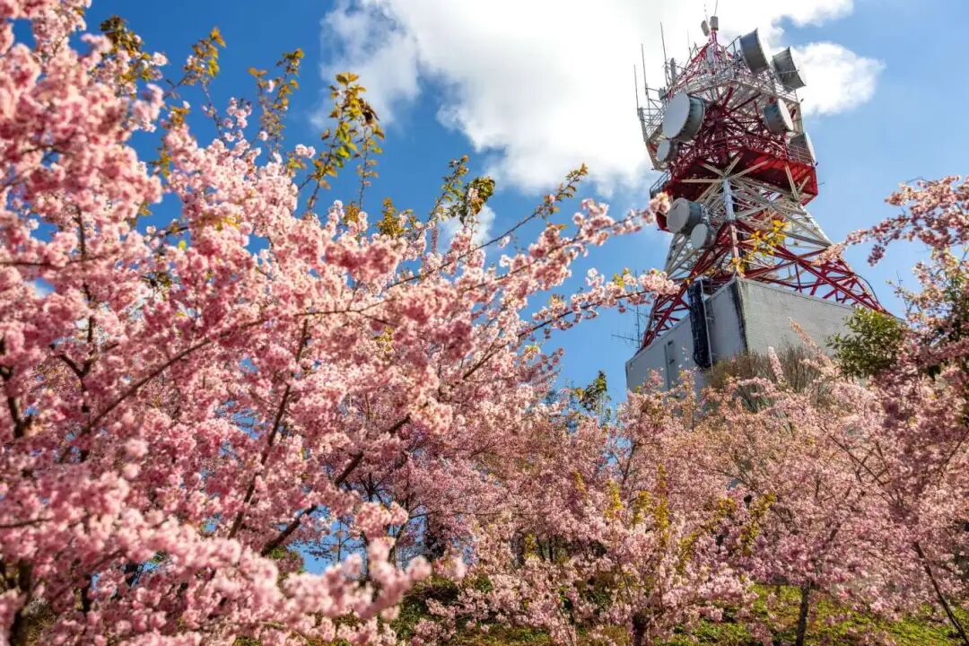 Fushoushan Farm High Altitude Blossoms