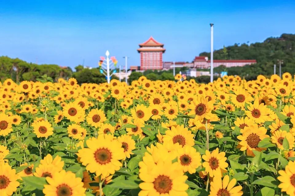 Dajia Riverside Park golden sunflower field